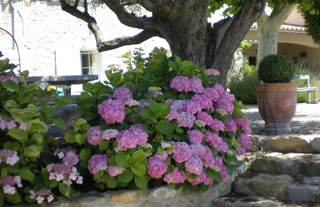 Bastide de Fontvieille-1